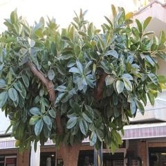 İskenderun Kauçuğu Sokak Benjamini 30 cm