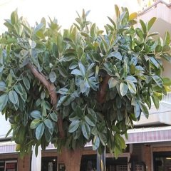 İskenderun Kauçuğu Sokak Benjamini 30 cm