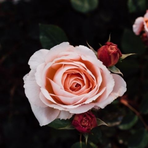 Lady Diana Gül Fidanı