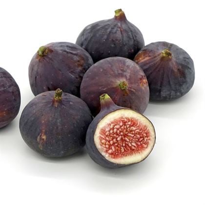 Bursa Karası İncir Fidanı Bursa Siyahı İncir Sertifikalı