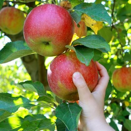 Pink Lady Elma Fidanı