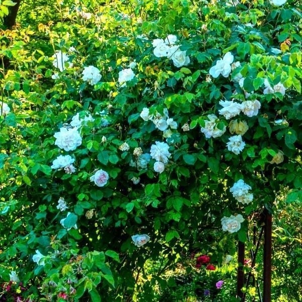 Alaska Beyaz Çardak Gül