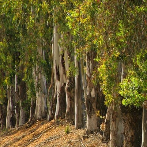 Okaliptus Okaliptüs Fidanı Eucalyptus