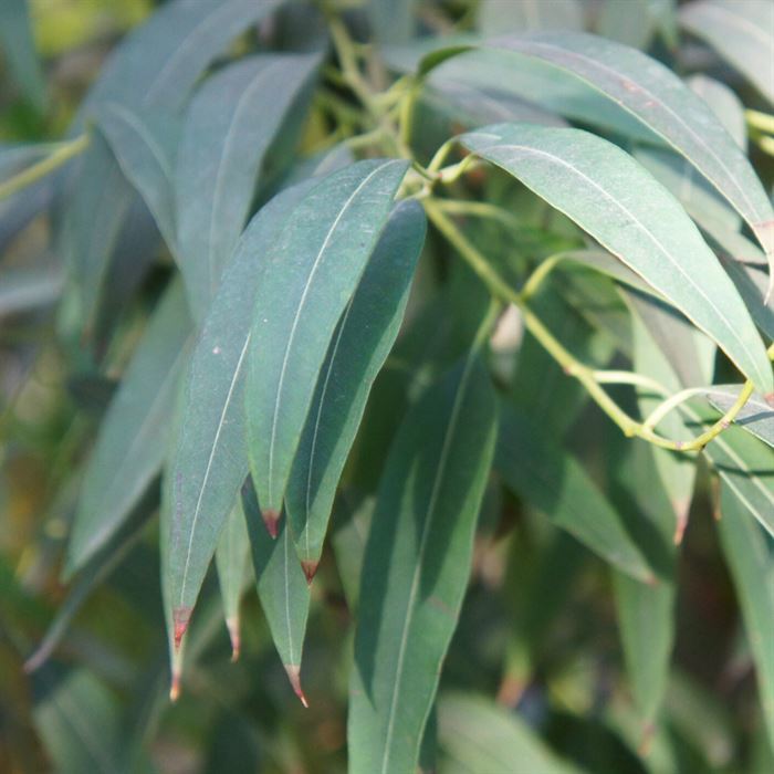 Okaliptus Okaliptüs Fidanı Eucalyptus