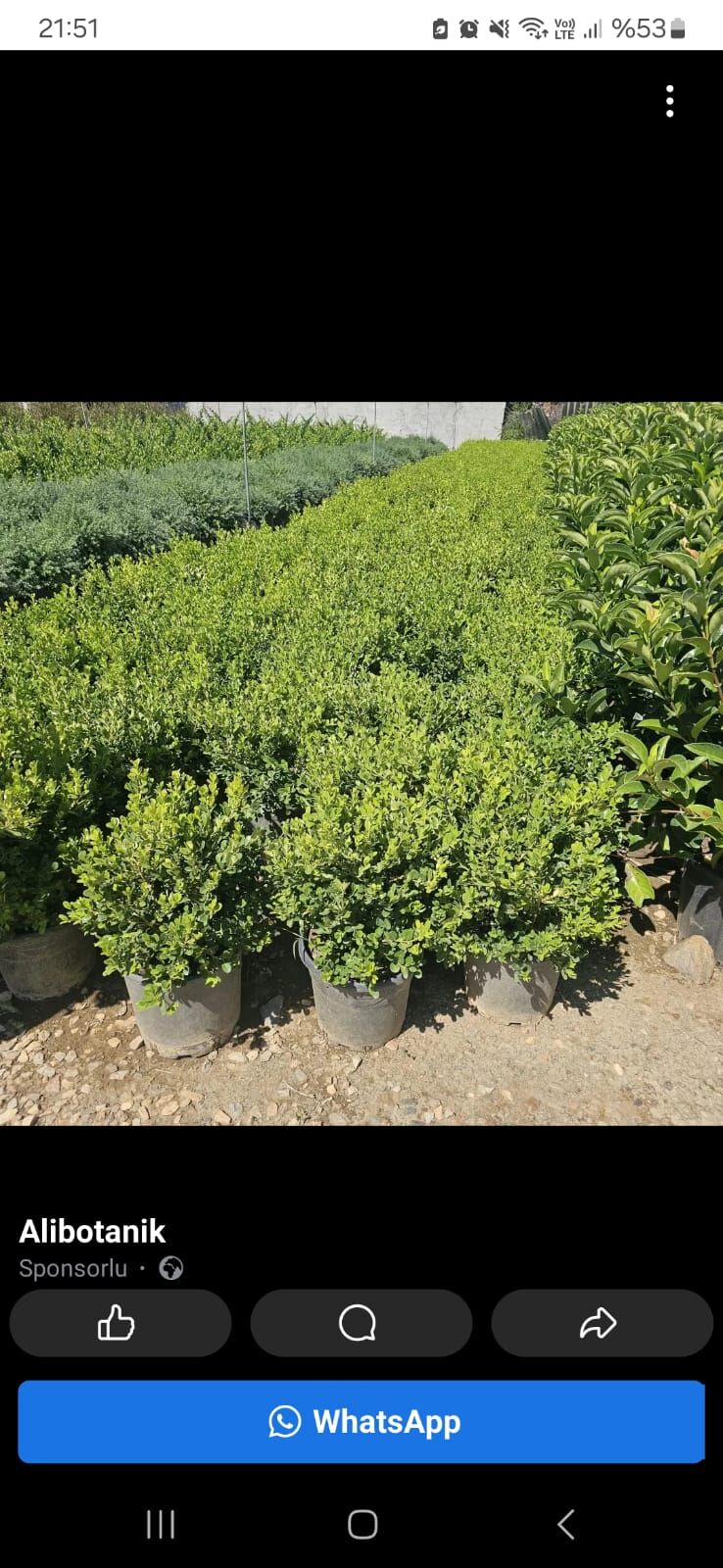 Top Şimşir Fidanı