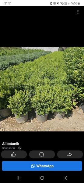 Top Şimşir Fidanı