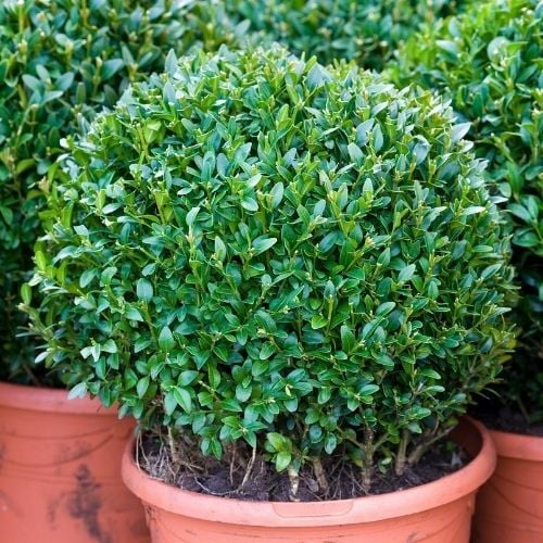 Top Şimşir Fidanı