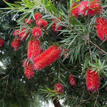 Kırmızı Fırça Çalısı Fidanı Callistemon