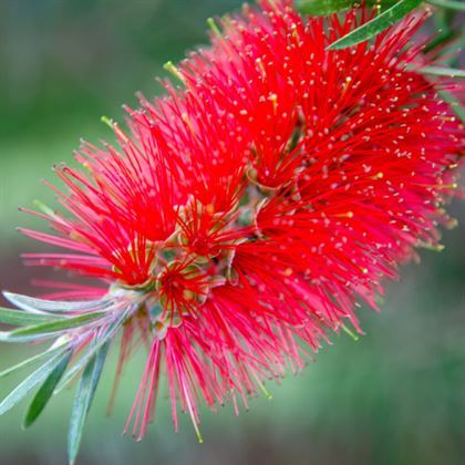 Kırmızı Fırça Çalısı Fidanı Callistemon
