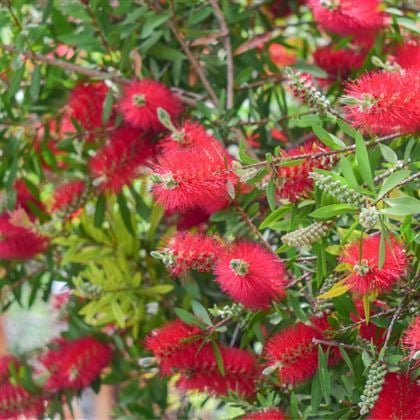 Kırmızı Fırça Çalısı Fidanı Callistemon