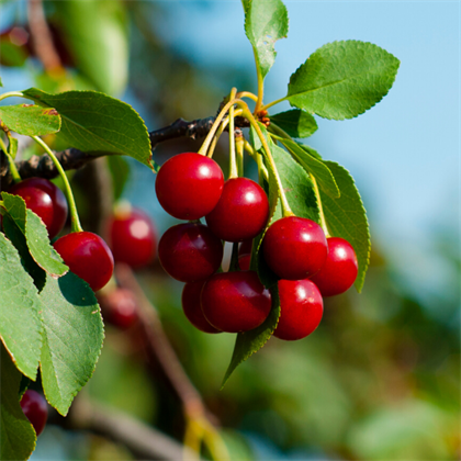 Stella Kiraz Fidanı