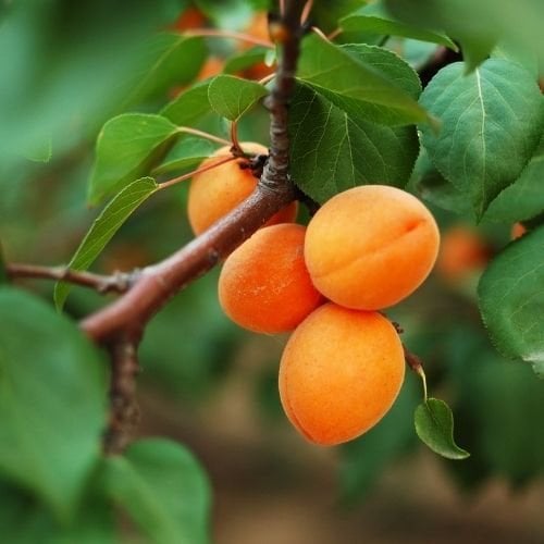 Vitillo Kayısı Fidanı