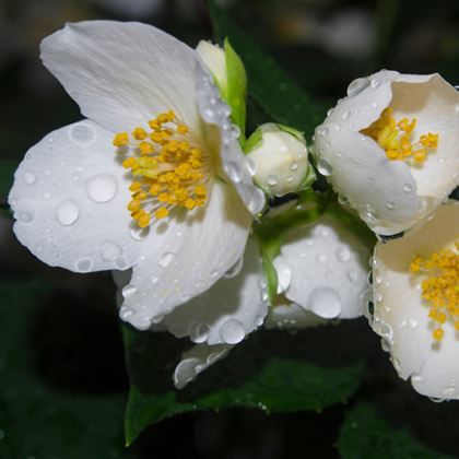 Filbahri Çiçeği Çok Kokuludur Philadelphus