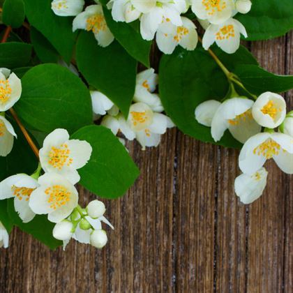 Filbahri Çiçeği Çok Kokuludur Philadelphus