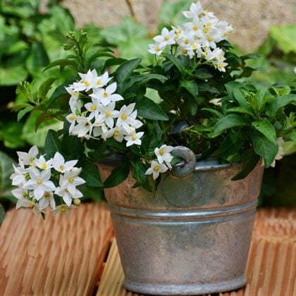 Filbahri Çiçeği Çok Kokuludur Philadelphus