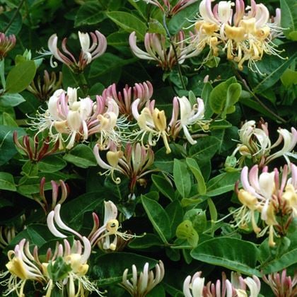 Kırmızı Hanımeli Çiçeği Lonicera Sempervivens