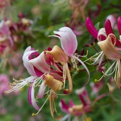 Kırmızı Hanımeli Çiçeği Lonicera Sempervivens