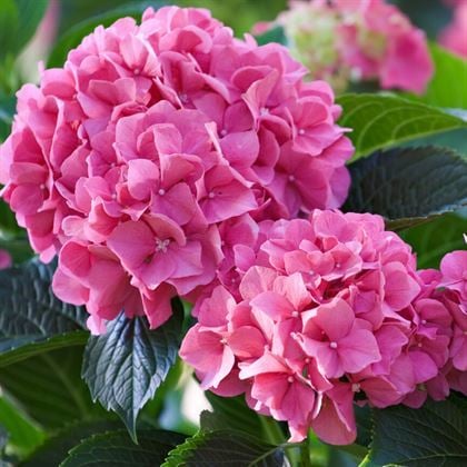 Pembe Ortanca Çiçeği  Hydrangea