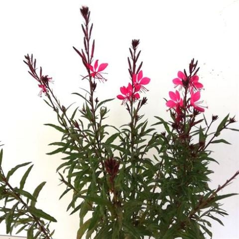 Gaura Çiçeği Gaura Lindheimeri