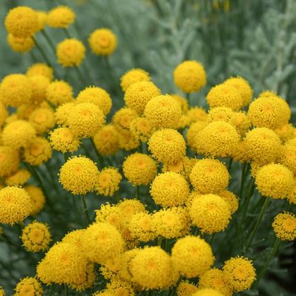 Lavantin Fidanı Santolina Chamaecyparissus