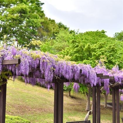Mor Salkım Fidanı Çok Kokuludur Wisteria