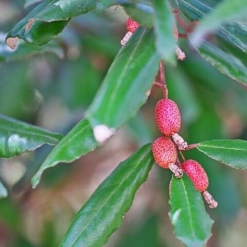 Güz Yemişi Fidanı Güz Zeytini Elaeagnus Umeletta