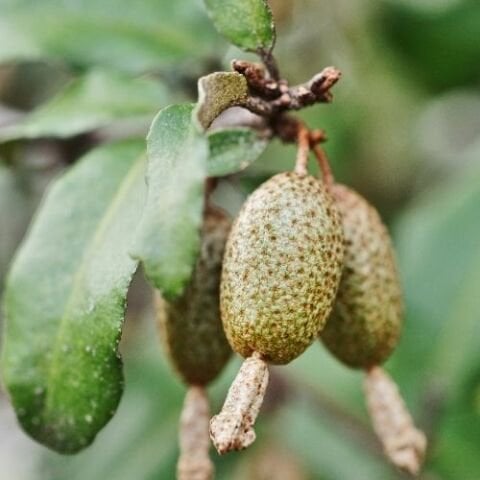 Güz Yemişi Fidanı Güz Zeytini Elaeagnus Umeletta