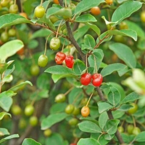 Güz Yemişi Fidanı Güz Zeytini Elaeagnus Umeletta