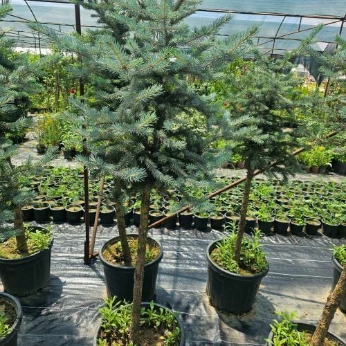 Tijli Mavi Ladin Yılbaşı Çamı