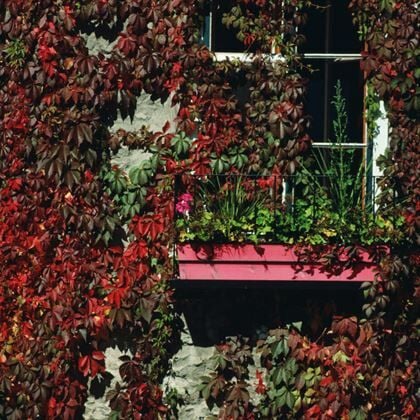 Amerikan Sarmaşığı Parthenocissus Quinquefolia