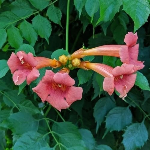 Turuncu Acem Borusu Campsis Radicans