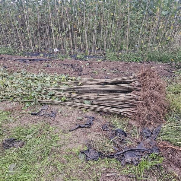 Açık Kök Kanada Kavağı Kavak Fidanı