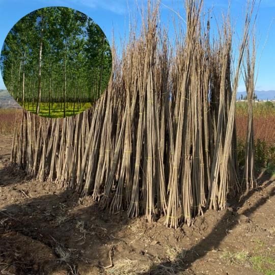 Açık Kök Kanada Kavağı Kavak Fidanı