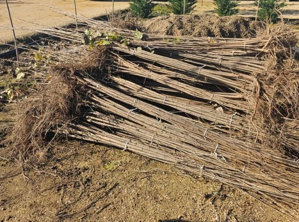 Açık Kök Kanada Kavağı Kavak Fidanı