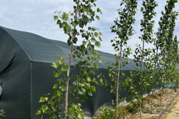 Açık Kök Kanada Kavağı Kavak Fidanı