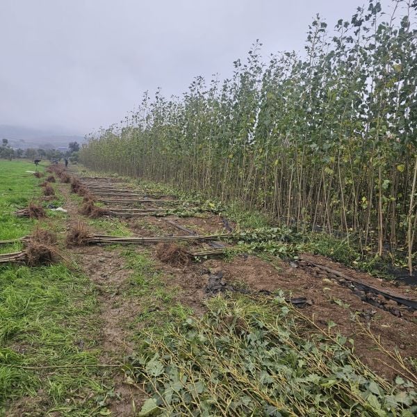 Açık Kök Kanada Kavağı Kavak Fidanı