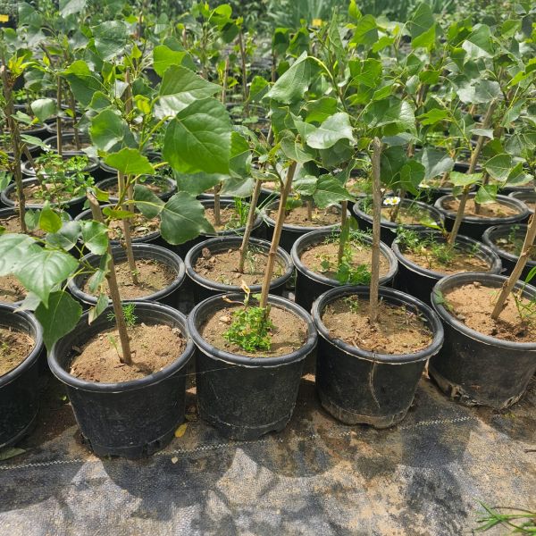 Kanada Kavağı Fidanı Kerestelik Kavak