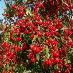 Alıç Fidanı Bol Şifalı Cinsten Crataegus Monogyna
