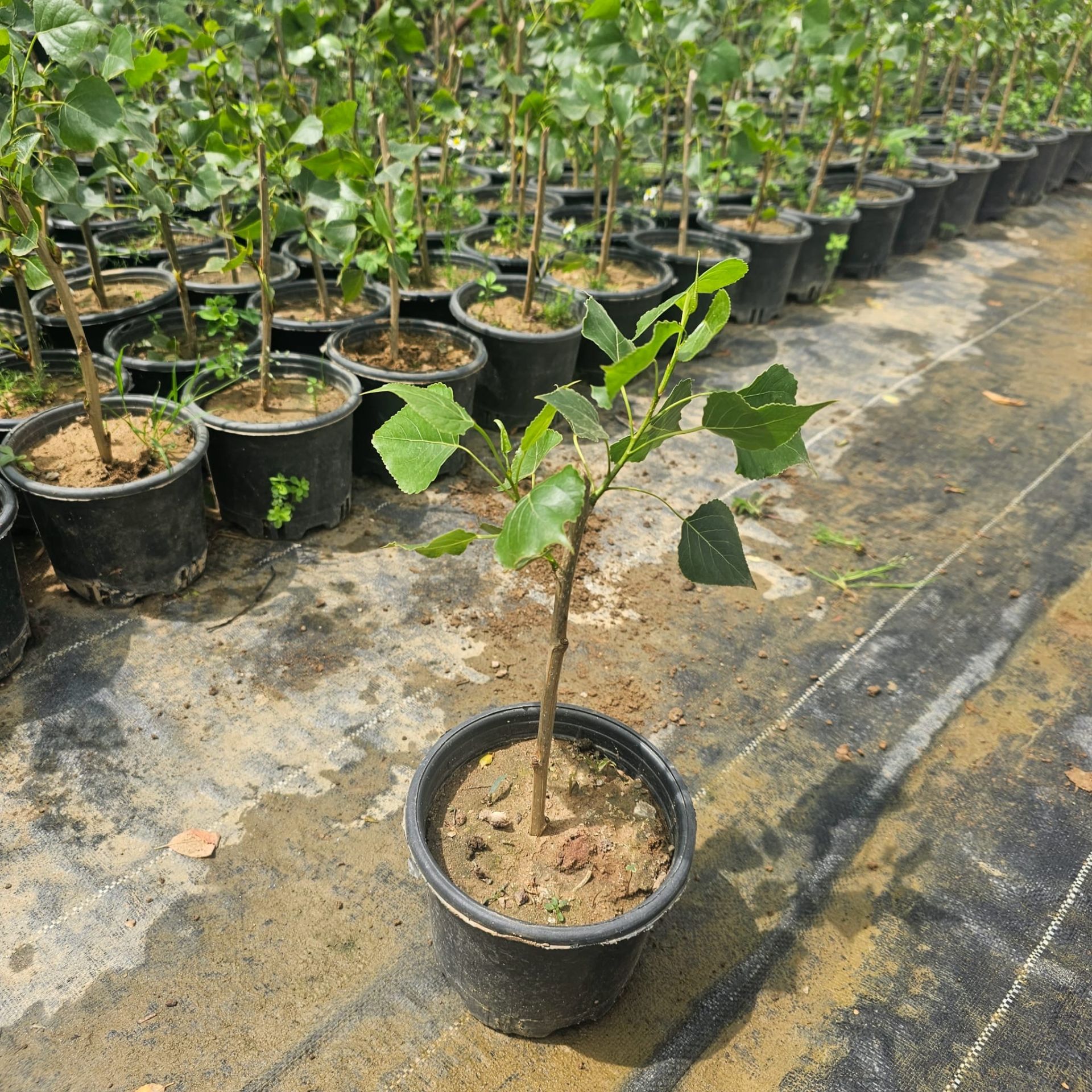 Kanada Kavağı Fidanı Kerestelik Kavak