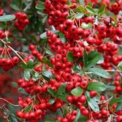 Alıç Fidanı Bol Şifalı Cinsten Crataegus Monogyna