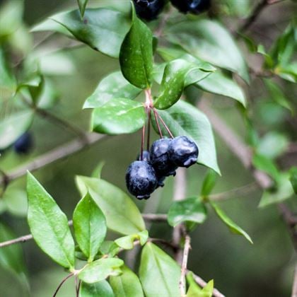 Yaban Mersini Fidanı Siyah Murt Hambeles