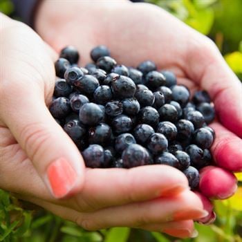 Yaban Mersini Fidanı Siyah Murt Hambeles