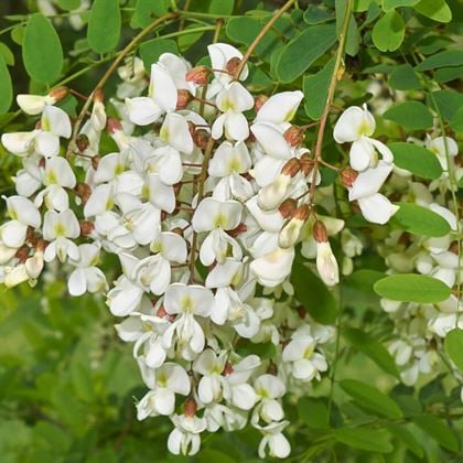Top Akasya Ağacı Robinia Pseudoacacia Umbraculifera