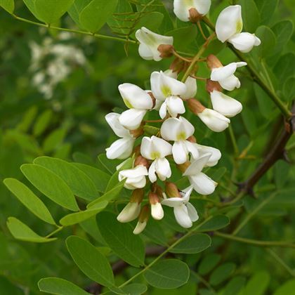 Top Akasya Ağacı Robinia Pseudoacacia Umbraculifera