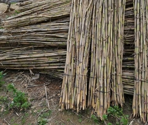 Bitki Destek Çubuğu Kargı 175 cm 10 adet