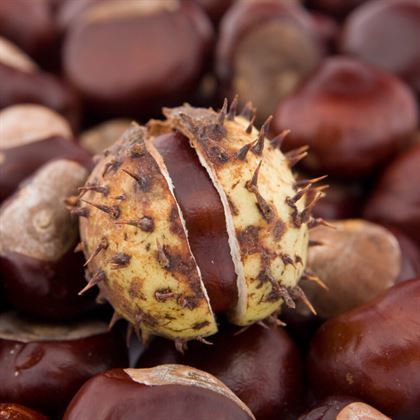 At Kestanesi Fidanı aesculus hippocastanum