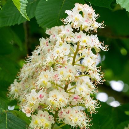 At Kestanesi Fidanı aesculus hippocastanum