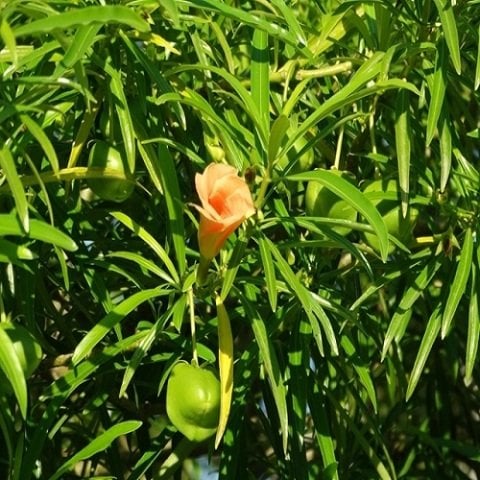 Peru Zakkumu Fidanı