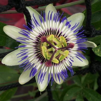 Çarkıfelek Sarmaşığı Saat Çiçeği  Passiflora Caerulea