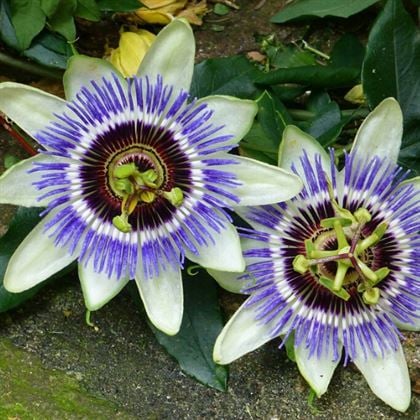 Çarkıfelek Sarmaşığı Saat Çiçeği  Passiflora Caerulea